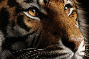 Tiger gazes into the distance, a Photo by Beautiful things