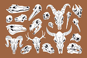 Different animals skulls, bones set, an Animal Illustration by PaperTrident (Thumbnail 1 of 3)