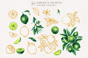 Lime Watercolor Collection, a Food Illustration by SashaKondr (Thumbnail 13 of 15)