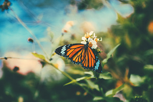 Beautiful butterfly on the sunflower