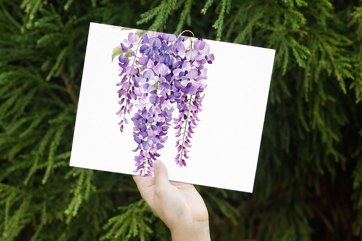 Watercolor Wisteria Garden Clipart, an Illustration by Libby Wishes (Photo 5 of 7)