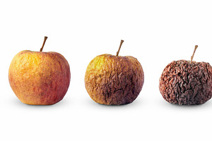 Life circle of apple fruit isolated, a Food & Drink Photo by BOOCYS