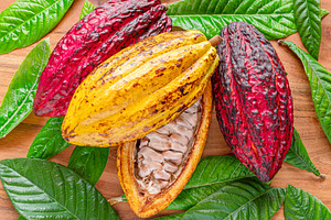 Fresh cocoa fruits between green cacao leaves on wooden backgrou, a Food & Drink Photo by Volff