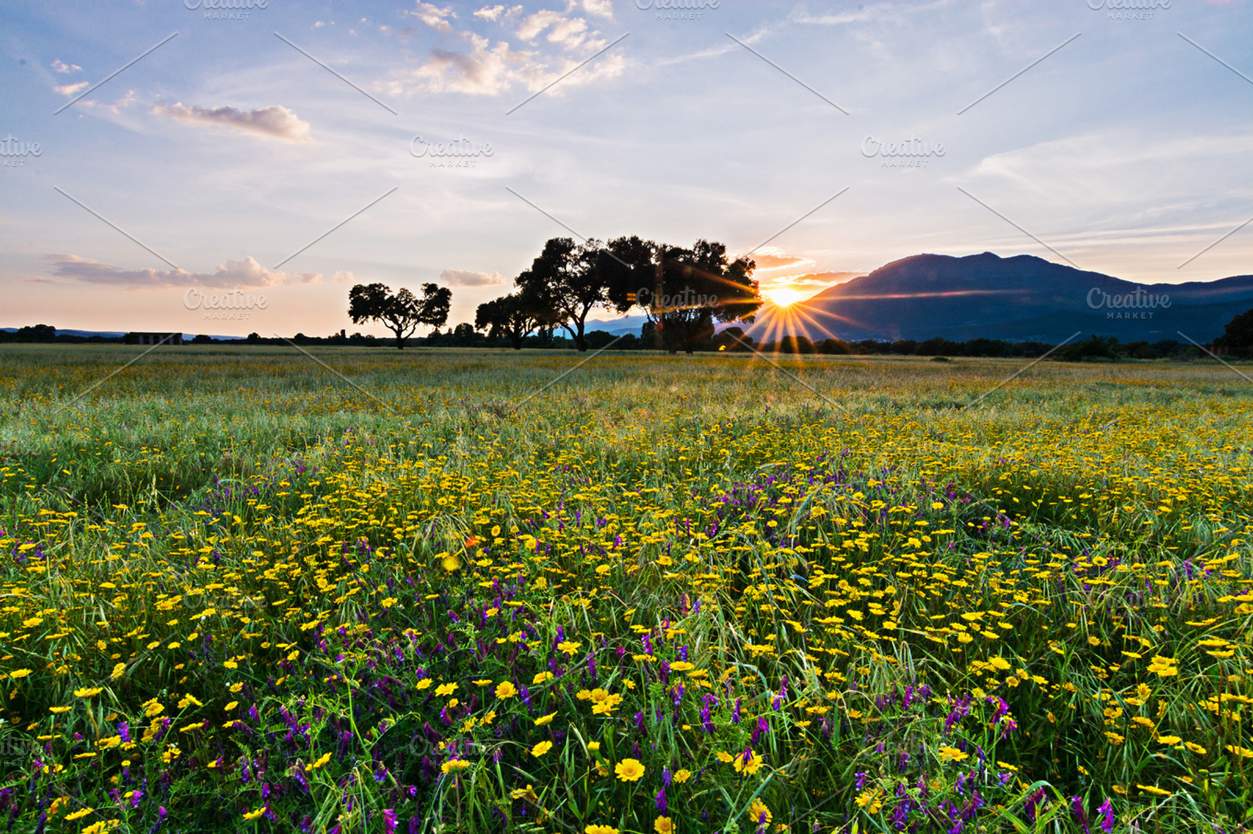 Primavera stock photo containing agriculture and background