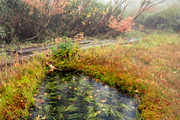 Japan Alpine Autumn & Misty Forests, a Nature Photo by Silent Nature (Thumbnail 1 of 5)