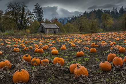Rows of bright orange pumpkins fill, a Photo by Tanuart