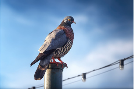 pigeon resting on a traffic light, an Animal Photo by Sergey Kotenev