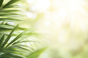 Tropical sunlight filtering through, a Photo by Dvoevnore photos