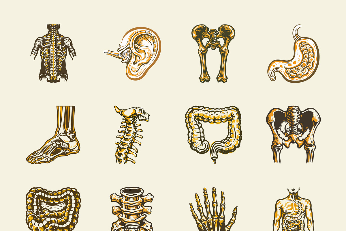 Vintage Antique Anatomy Illustration, a Healthcare Illustration by Creative Stall (Photo 8 of 8)