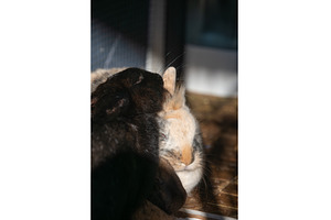 Black and Tricolor Lionhead Rabbits, an Animal Photo by MadPhotos