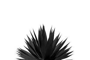 Agave