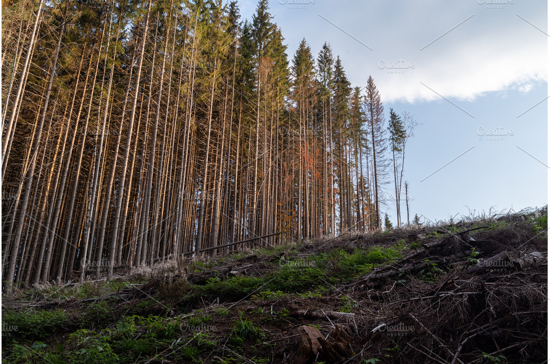 Split frame of towering spruce trees, a Nature Photo by Stockphoto by vzwer