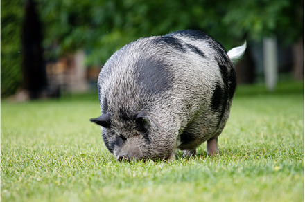 fat cute boar on a green meadow