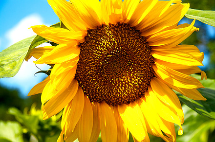 Sunflower stock photo