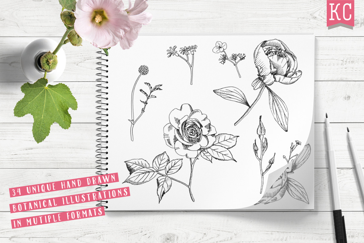 Vector Botanical Illustrations, an Illustration by Katy Clemmans (Photo 2 of 8)