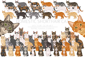 Domestic shorthair cat