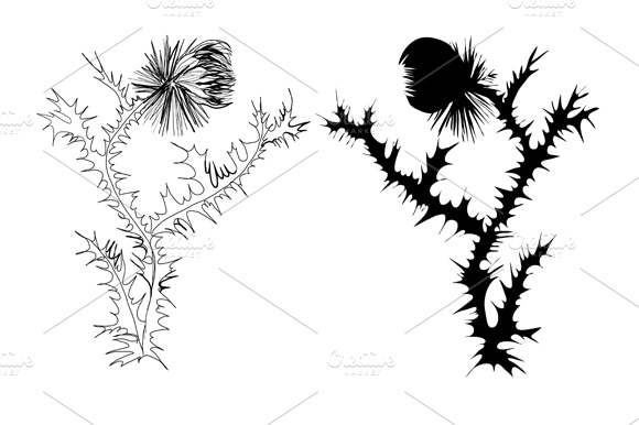 Drawing Thistle Black And White And