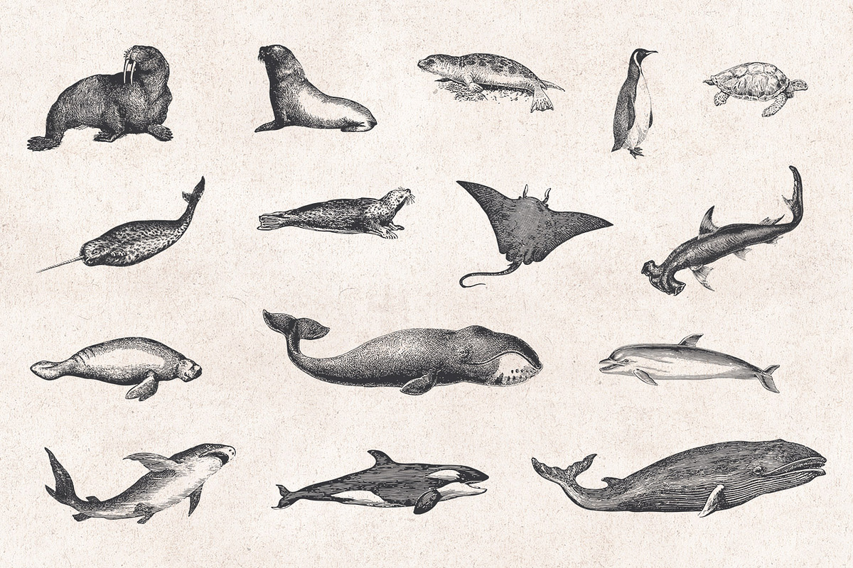 Fishes & Sea Life Engravings Set, a Food Illustration by Graphic Goods (Photo 3 of 7)