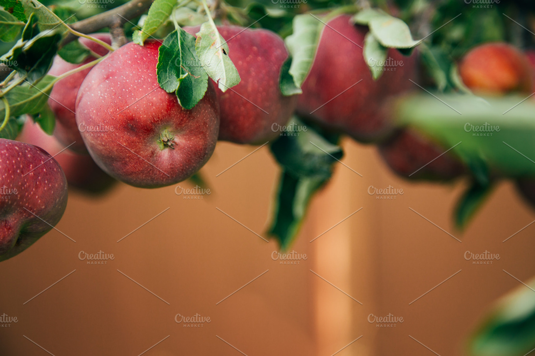 Red Apple on Branch, a Food & Drink Photo by MarkieAnn Photography