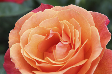 Pink Rose Vi preview 5