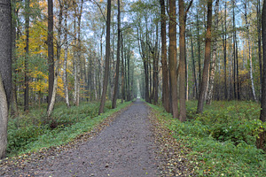 A serene forest path surrounded by tall trees, showcasing autumn foliage with a, a Nature Photo by Textures & Backgrounds