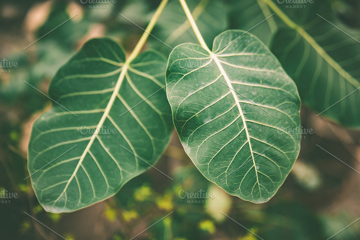 Beautiful structured tropical leaves stock photo containing abstract and, a Nature Photo by WildStrawberry Magic (Photo 2 of 2)