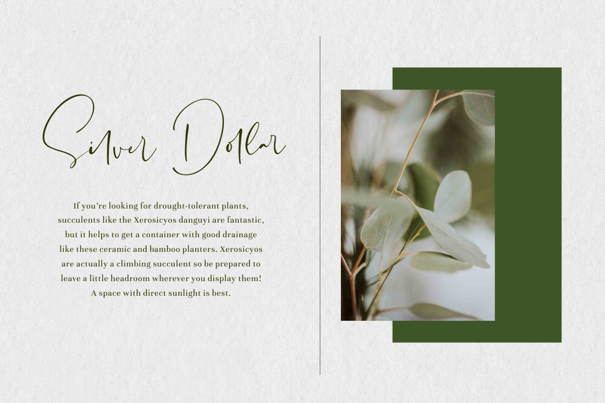 Sheridan - Signature Font preview 4