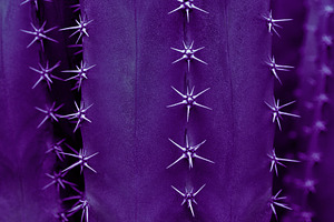 Cactus Texture In Ultra Violet