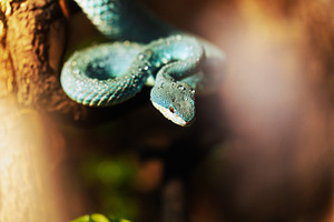 Venomous Blue Snake on a Damp Branch, an Animal Photo by Perpis