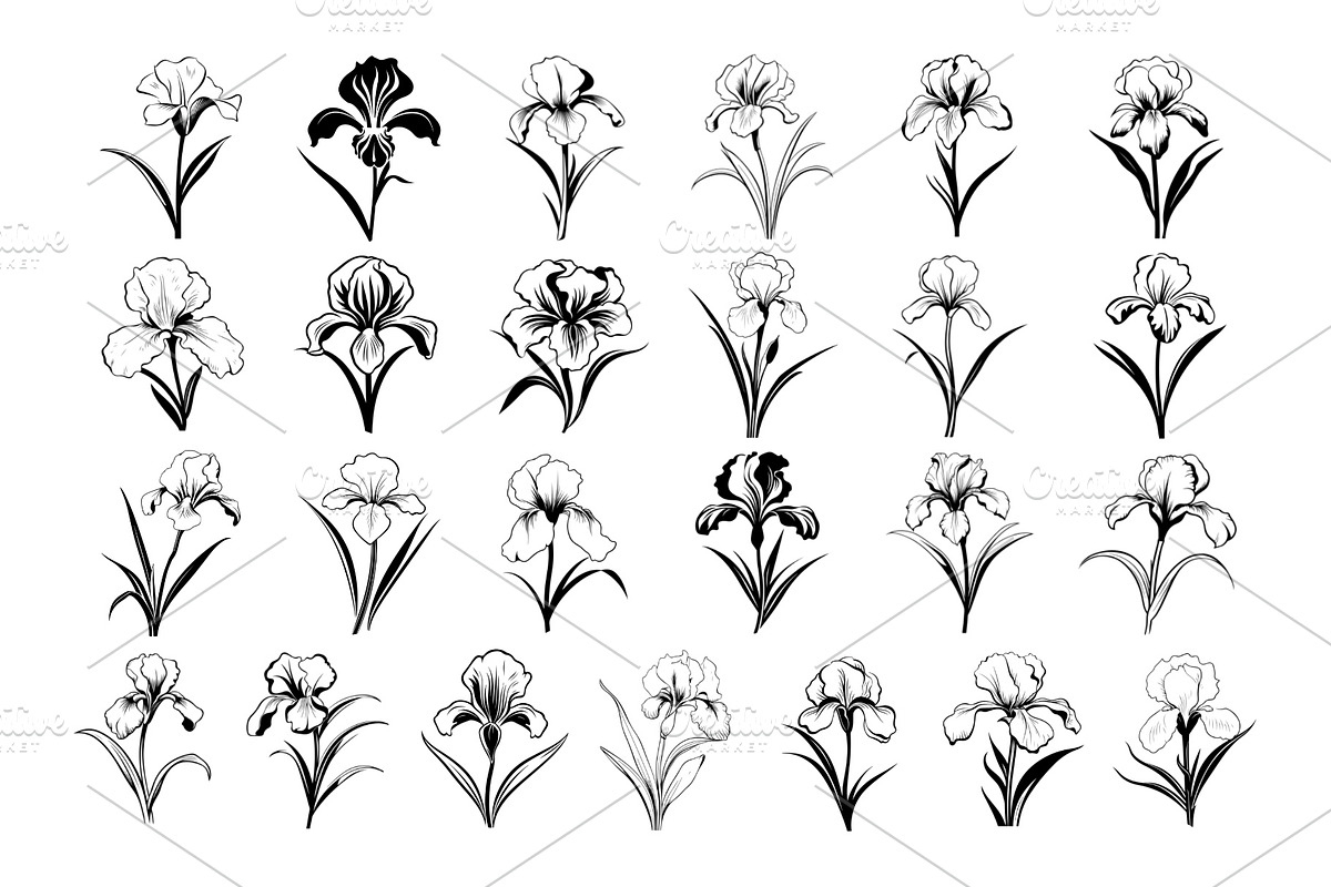 50 Iris Flowers Procreate Stamps, a Brush Add-On by Procreate Sale (Photo 4 of 6)