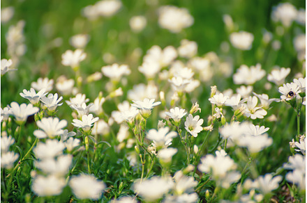 White spring flowers, a Nature Photo by Nature and travel