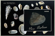 Sea Relics: Objects & Backgrounds, an Object Graphic by Purple (Thumbnail 1 of 14)