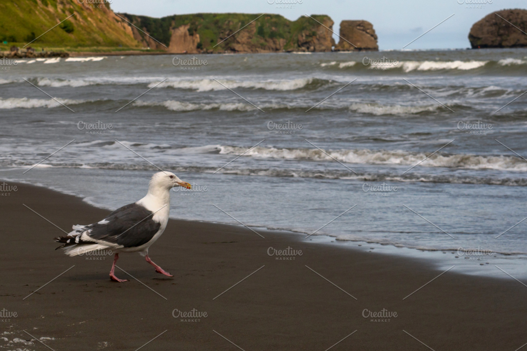 Seagull walking along shoreline, an Animal Photo by Elena Vagengeim