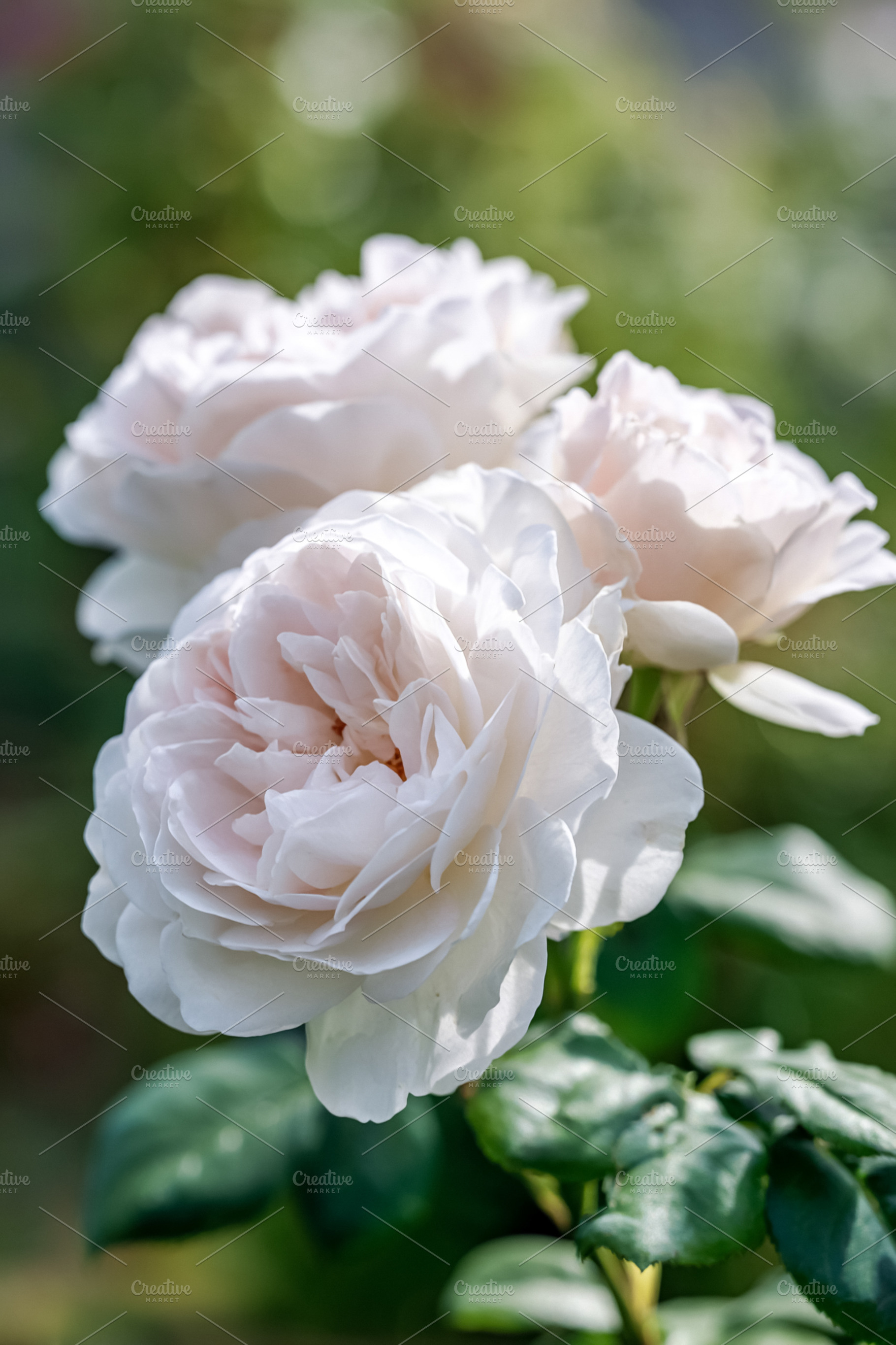 White roses blooming in a lush garden, fragile petals unfurling, a Photo by Studio ANNA