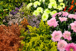Colorful autumn flowers and foliage in a market stall in London, displaying a v, a Photo by Studio ANNA