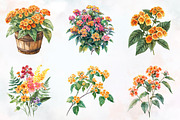 Lantana Flower Watercolor Cliparts, an Illustration by RobertsArt (Thumbnail 6 of 7)