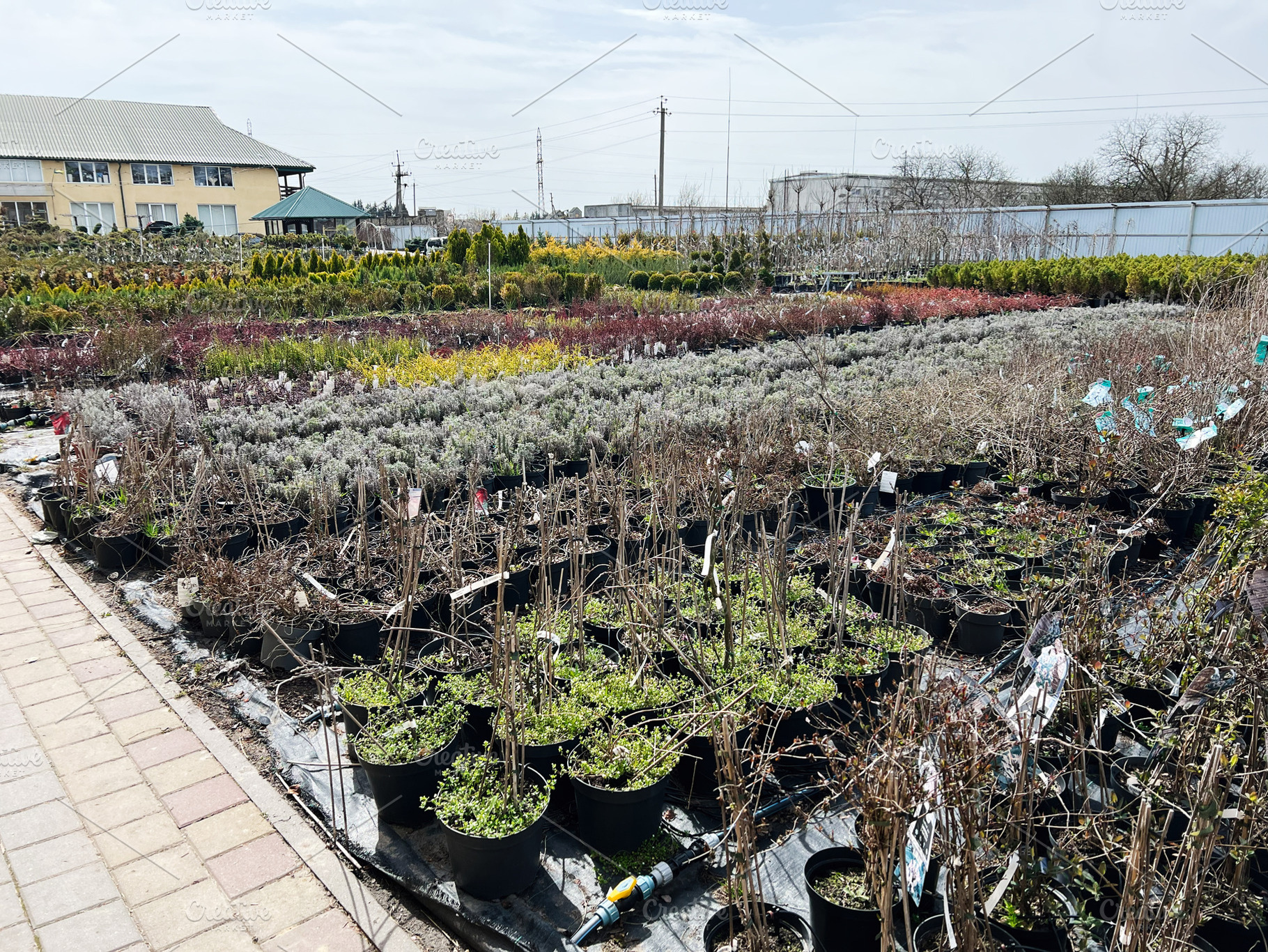 Outdoor plant nursery with various potted plants and shrubs for gardening, a Photo by AS photostudio