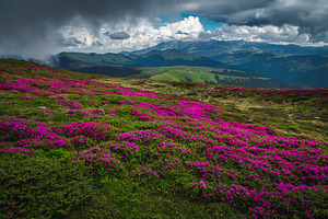 Rhododendron fields on the slope, a Nature Photo by Alpine Dreams