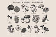 Mushrooms Vector Illustration Bundle, a Food Illustration by Yevheniia (Thumbnail 3 of 8)