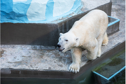 Polar bear in the zoo, an Animal Photo by Jan Jack Russo Media