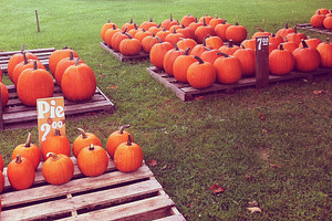 Autumn Pumpkins on Display