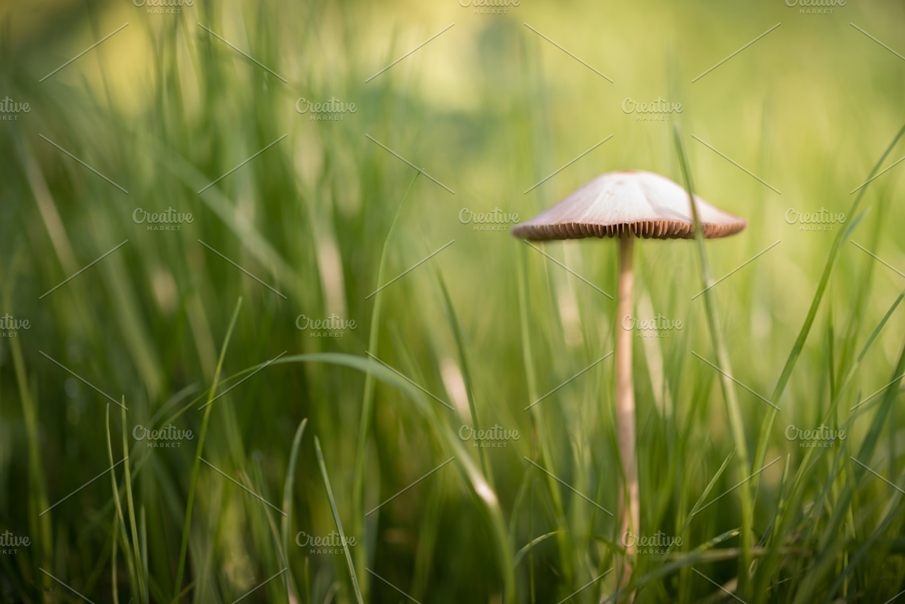 Dreaming containing mushroom, forest, and season, a Nature Photo by Screeny's Photo Bucket