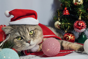 A cute Christmas cat. Christmas and, an Animal Photo by TatsianaSalauyova