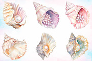 Watercolor Summer Seashell Clipart, an Illustration by Canvas Craft (Thumbnail 3 of 4)