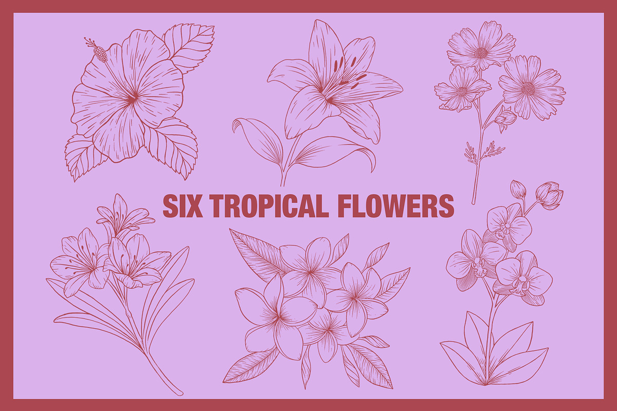 Vintage Tropical Flora Illustrations, an Object Illustration by Jaclyn Caris (Photo 2 of 15)