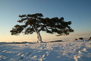 Tree and snow containing winter, snow, and landscape