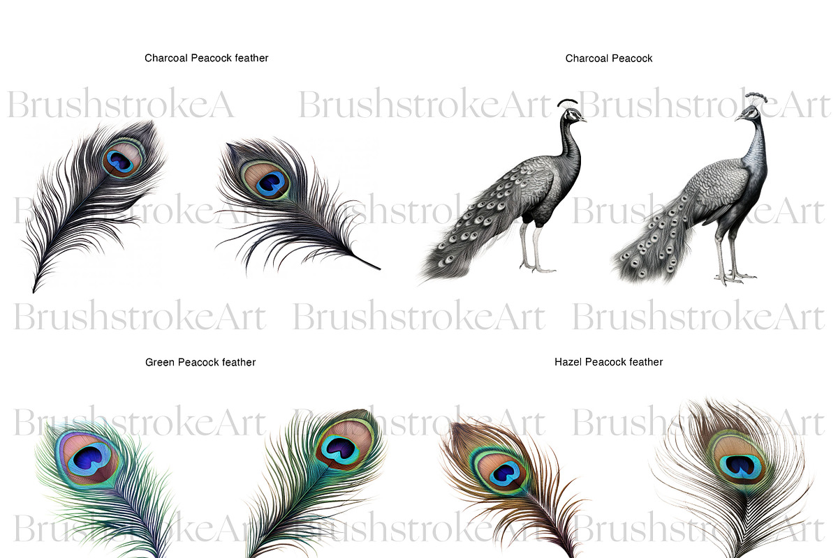 Peacock Clipart, Peacock Feather PNG, an Animal Illustration by BrushstrokeArtGB (Photo 3 of 9)