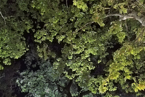 Illuminated trees at night from low angle, a Nature Photo by DanFLCreativo