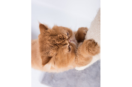 Cat sharpens its claws on the, an Animal Photo by COLORFUL