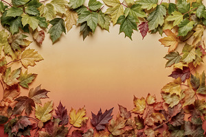 Assorted autumn leaves, a Photo by rarrarorro
